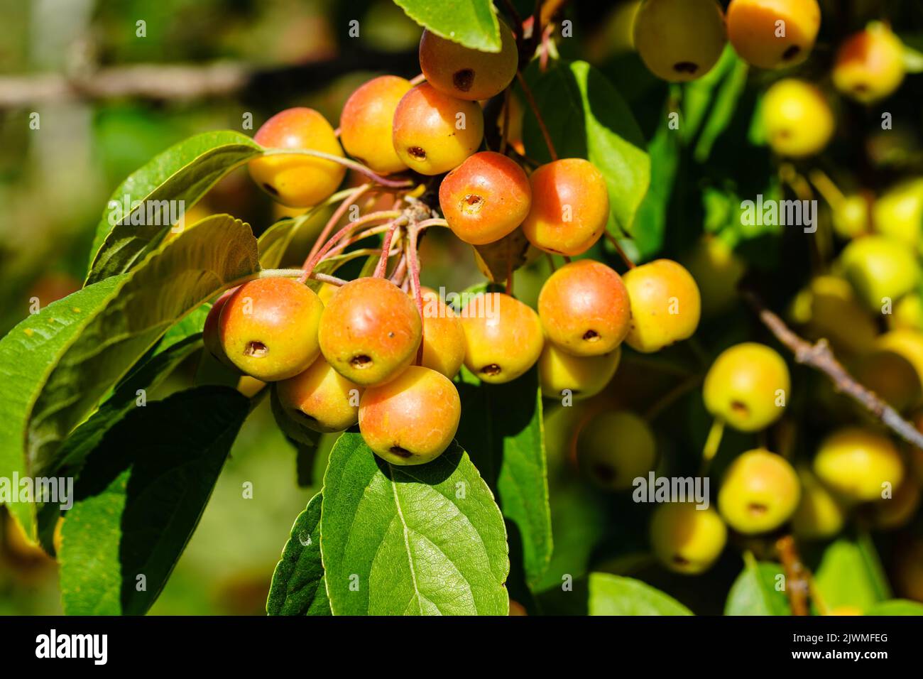 red sentinal crab apple malus sylvestris in the old Country next to Hamburg Stock Photo