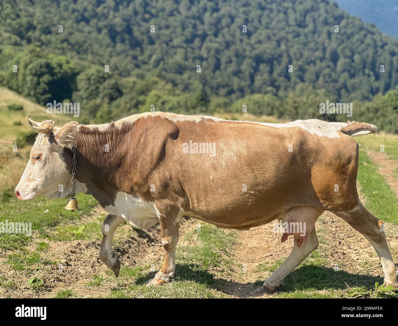 Cow grazes on pasture in mountains Stock Photo - Alamy