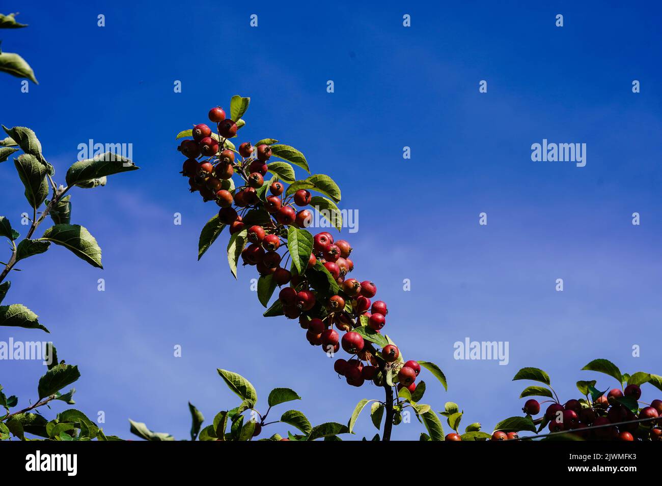 red sentinal crab apple malus sylvestris in the old Country next to