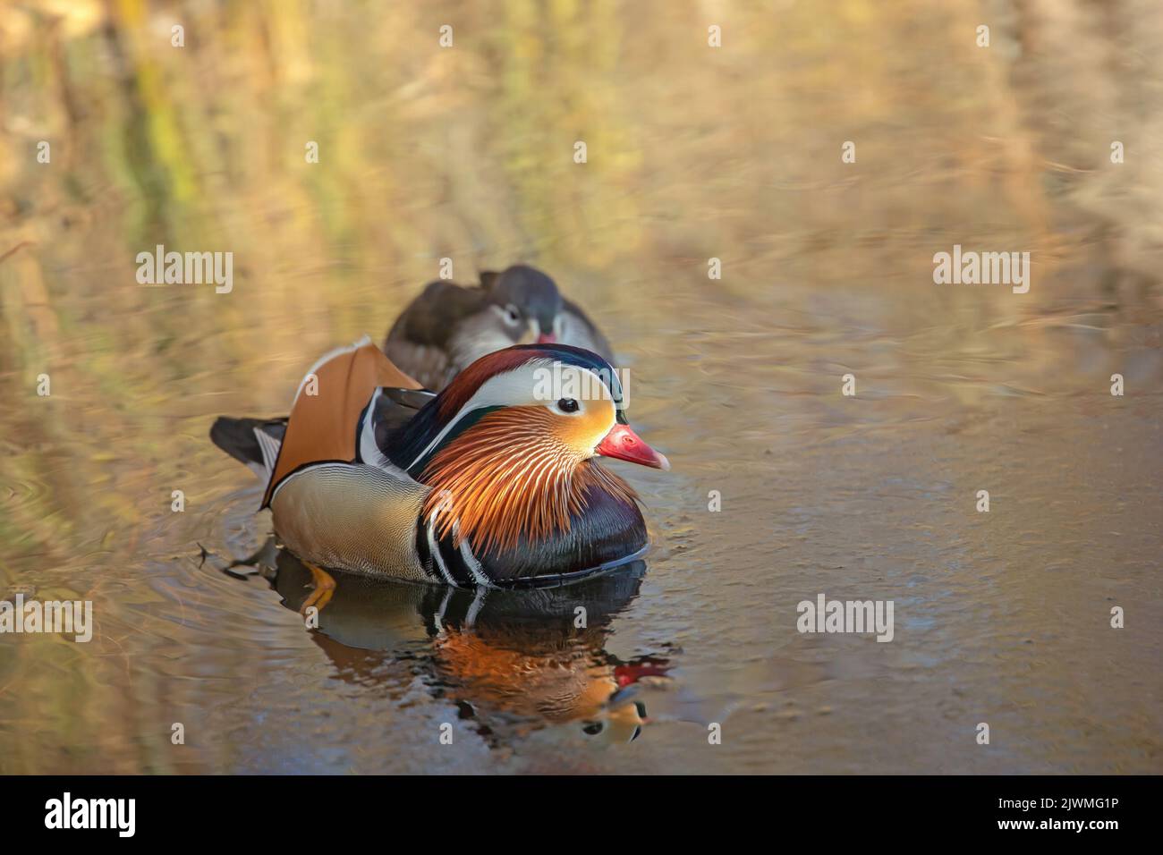 Pair of swimming mandarin ducks (Aix galericulata Stock Photo - Alamy