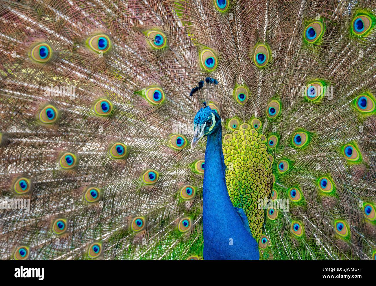 Beautiful Indian peacock displaying his tail Stock Photo