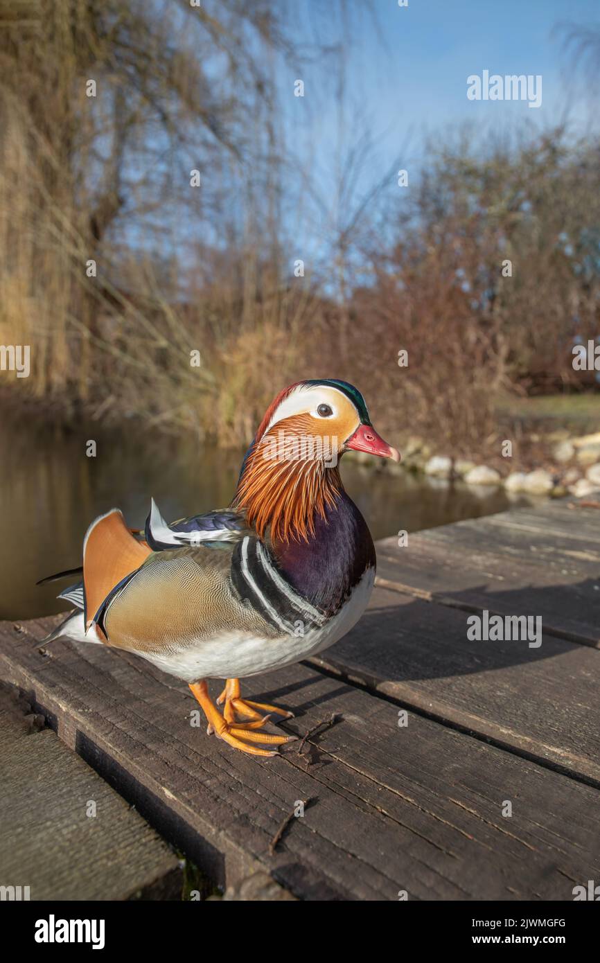 Male mandarin duck (Aix galericulata Stock Photo - Alamy