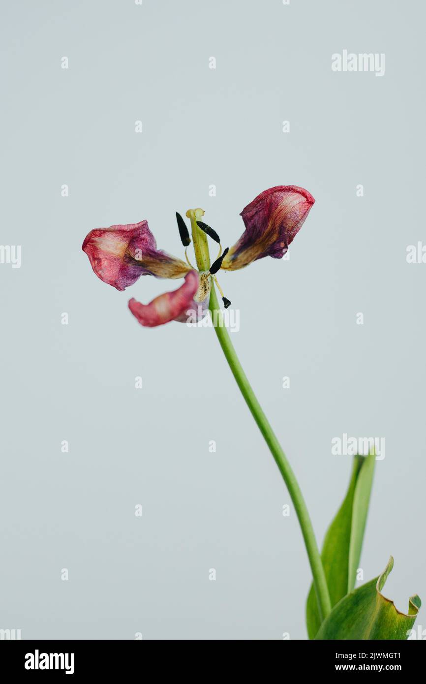Wilted and Decaying Tulip Flower Stems Against a White Background Stock