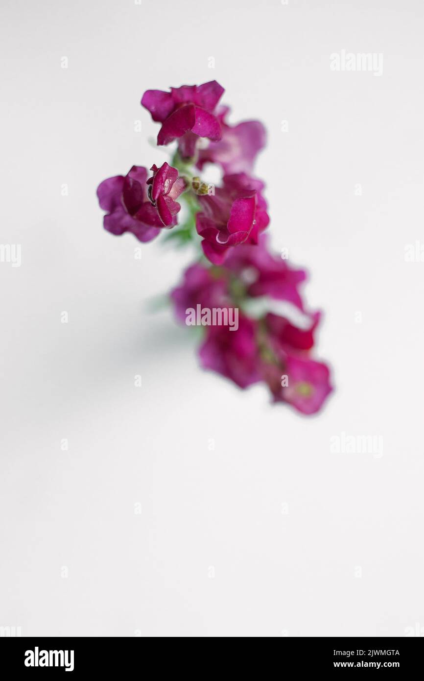 Pink Snapdragon flower Stems against a white background Stock Photo
