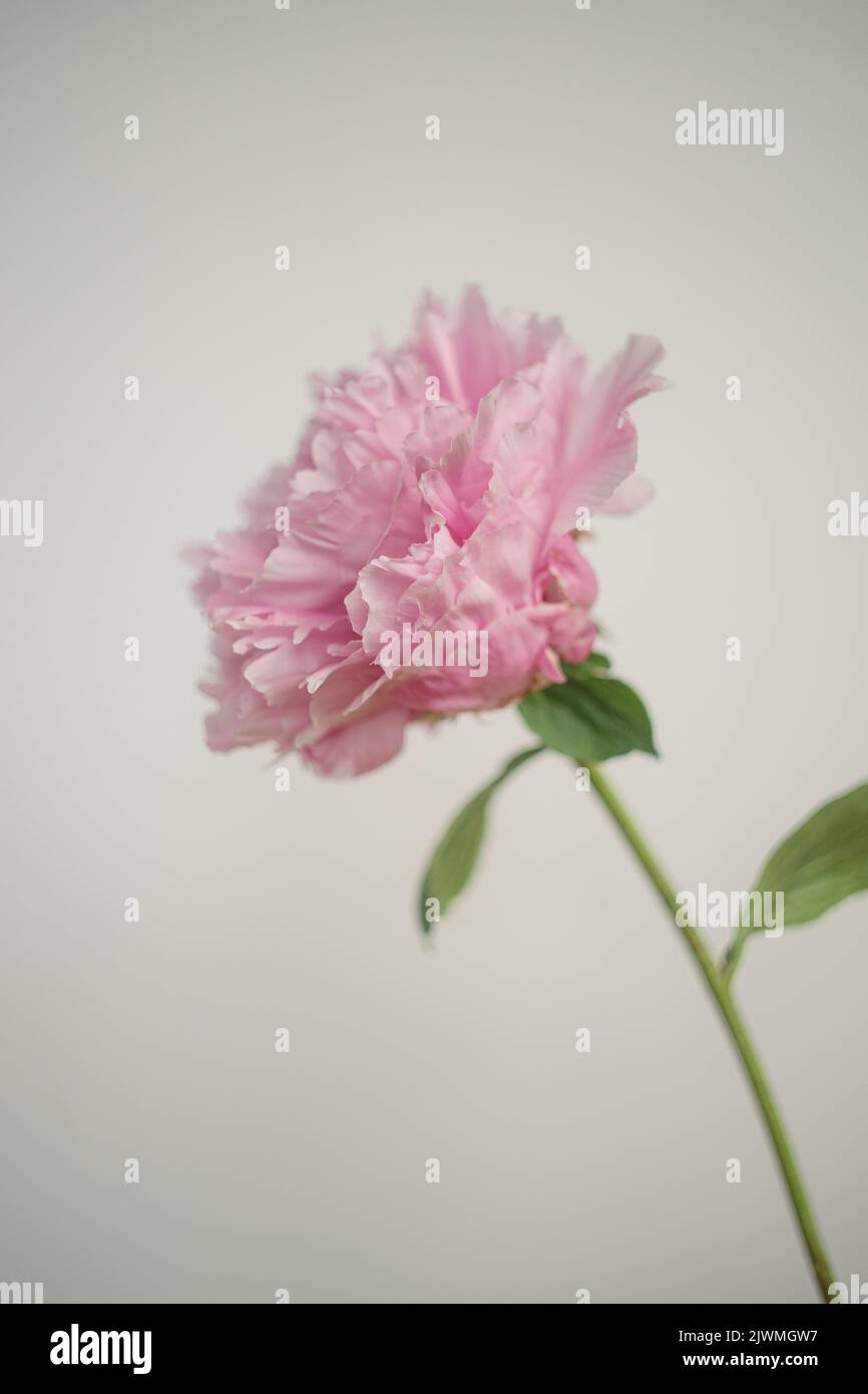 A Single Pink Peony Stem Against a White Background Stock Photo - Alamy