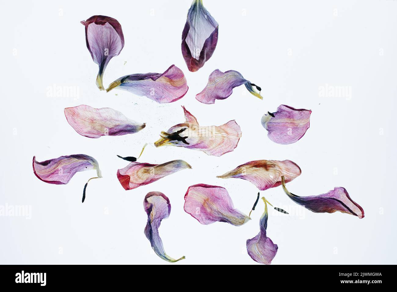 Multiple Dried Tulip Flower Petals Against a White Background Stock