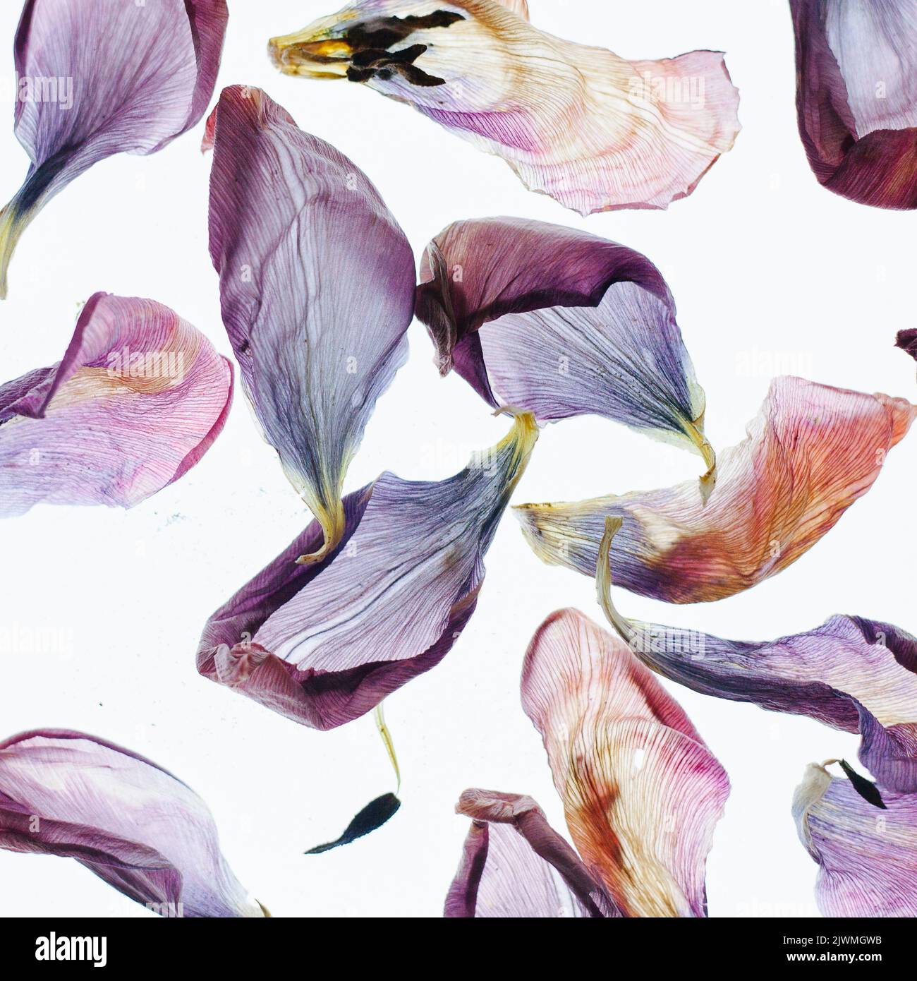 Multiple Dried Tulip Flower Petals Against a White Background Stock