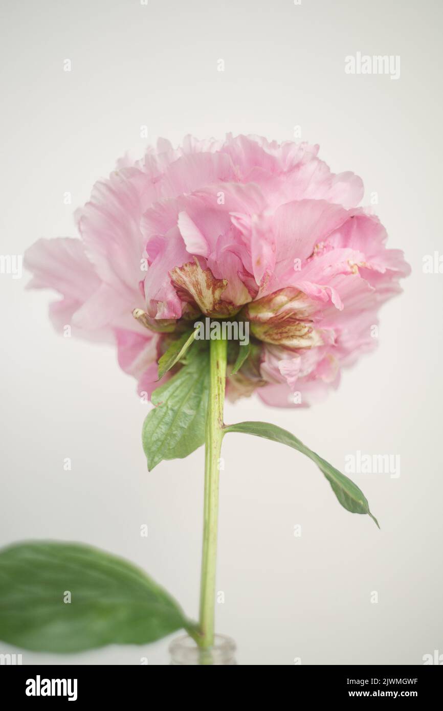 A Single Pink Peony Stem Against a White Background Stock Photo - Alamy