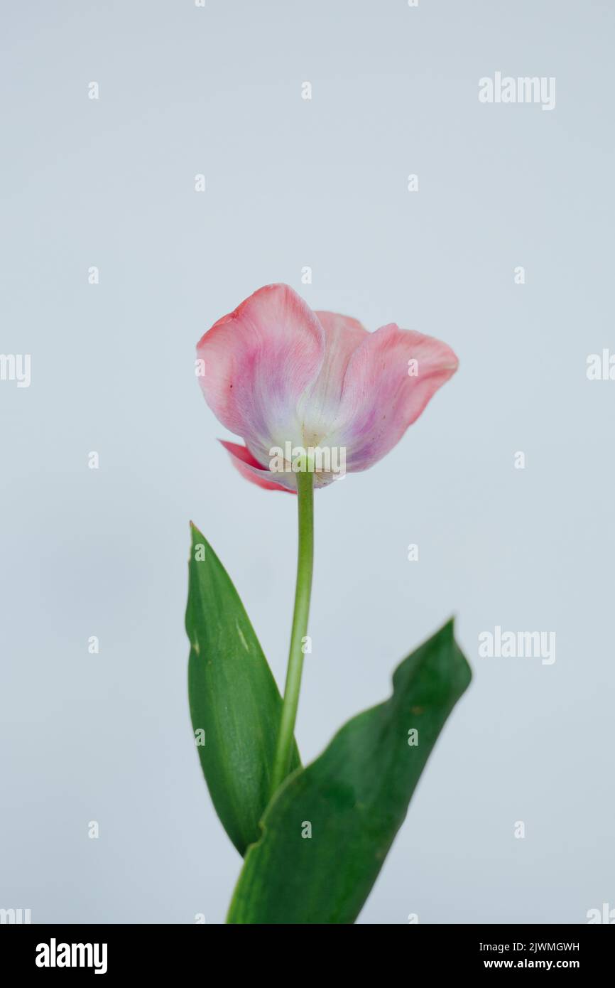 A Single Tulip Flower Stem Against a White Background Stock Photo - Alamy
