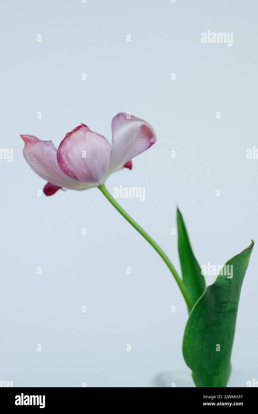 Wilted and Decaying Tulip Flower Stems Against a White Background Stock
