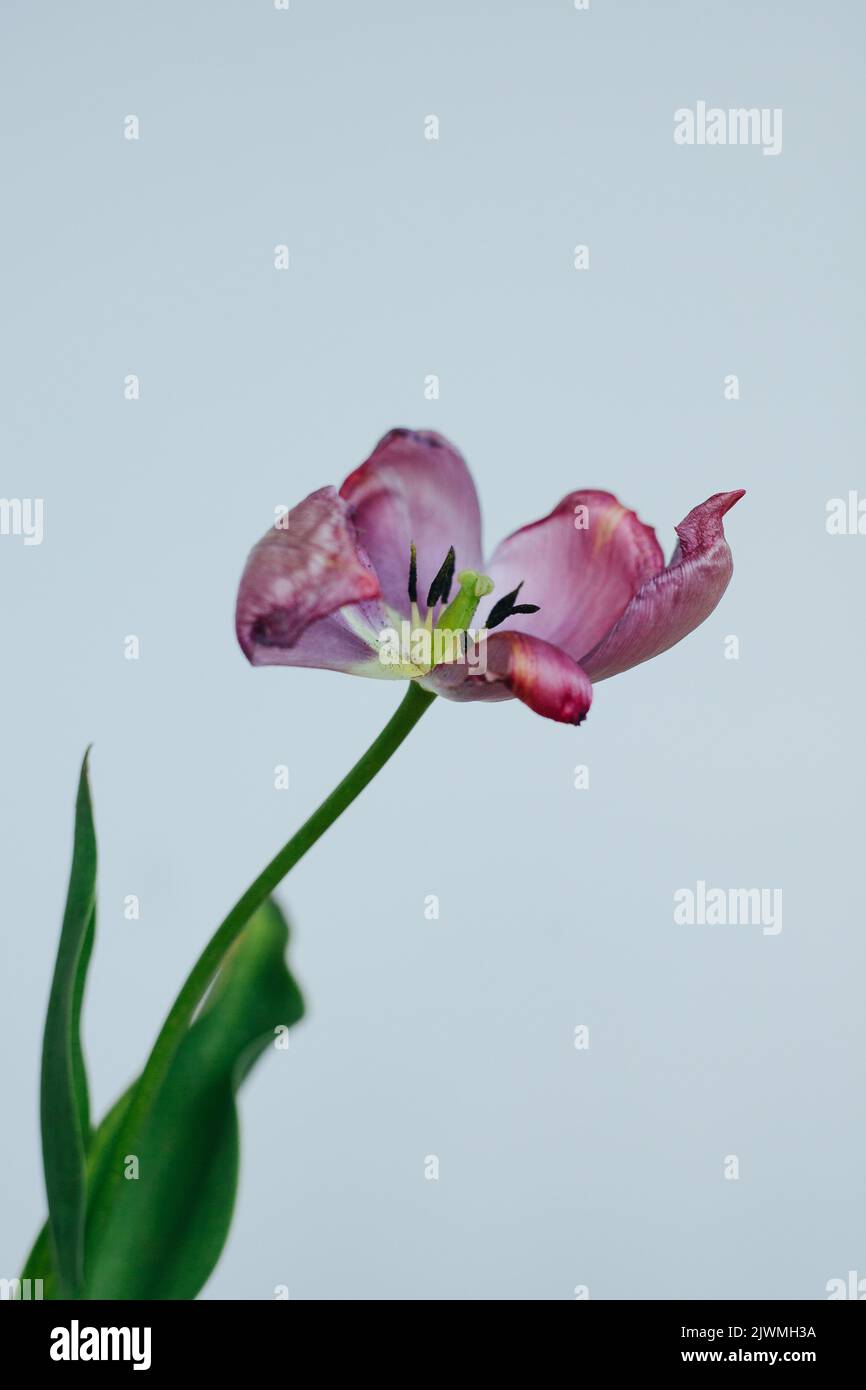 Wilted and Decaying Tulip Flower Stems Against a White Background Stock
