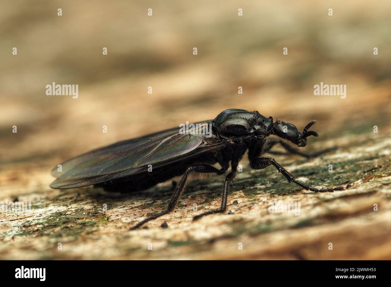 Fever-fly female (Dilophus febrilis) resting on branch. Tipperary, Ireland Stock Photo