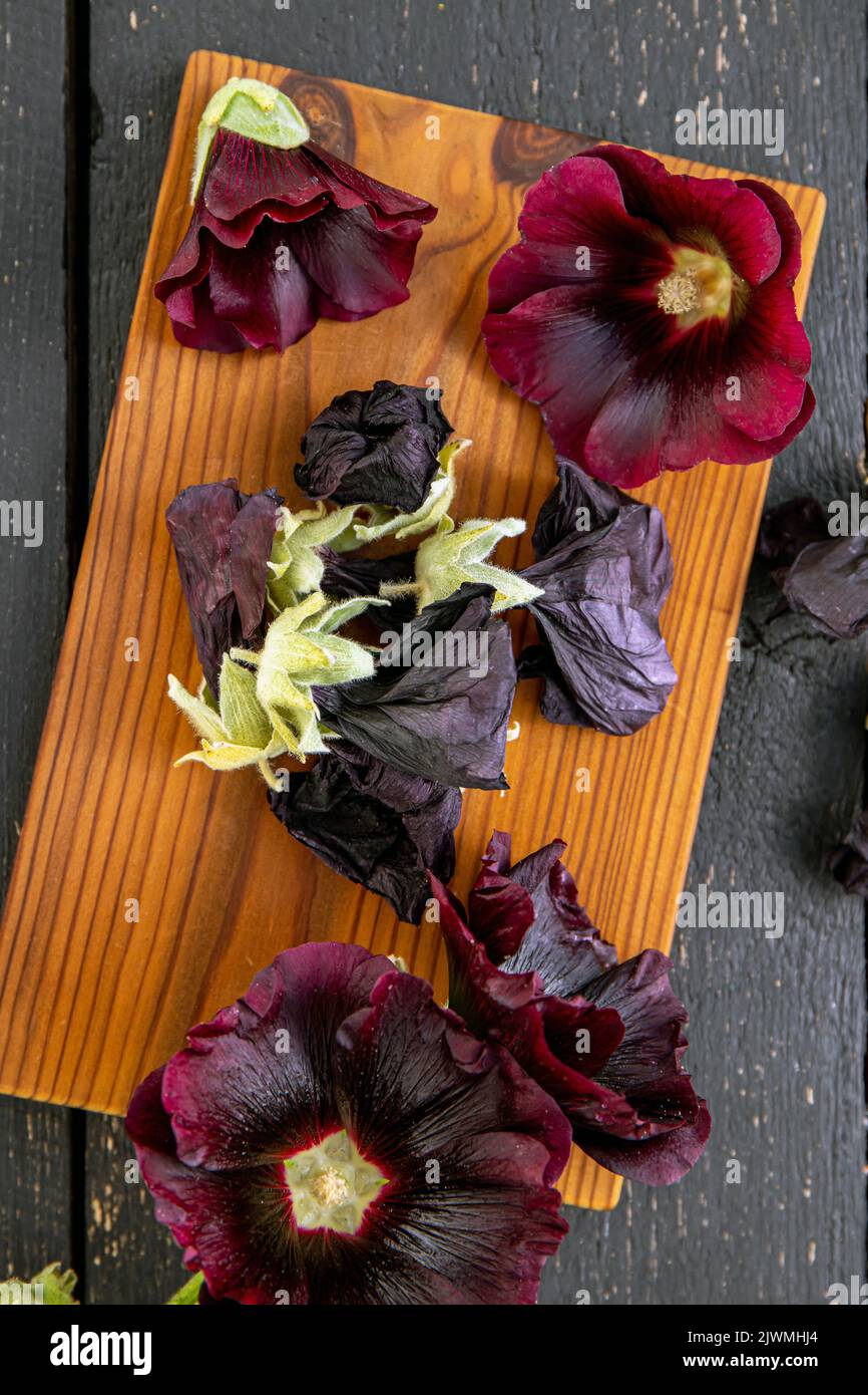 Picked herbal medicinal plant Malva sylvestris L, common mallow, cheeses, high mallow, tall mallow. Flat lay view, copy space. Dried and fresh flower Stock Photo