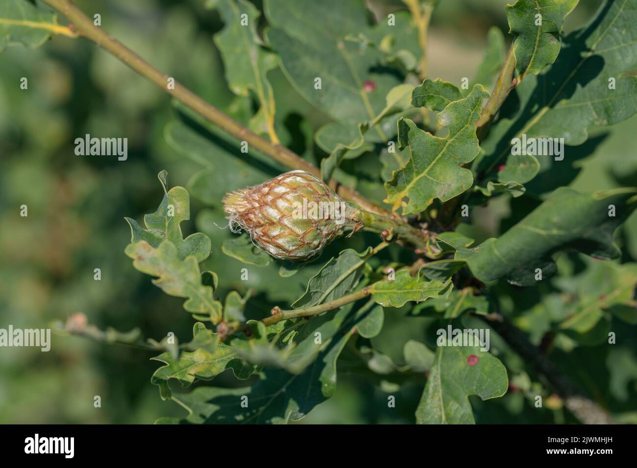 Cone of the oak gall wasp (Andricus foecundatrix). Stock Photo