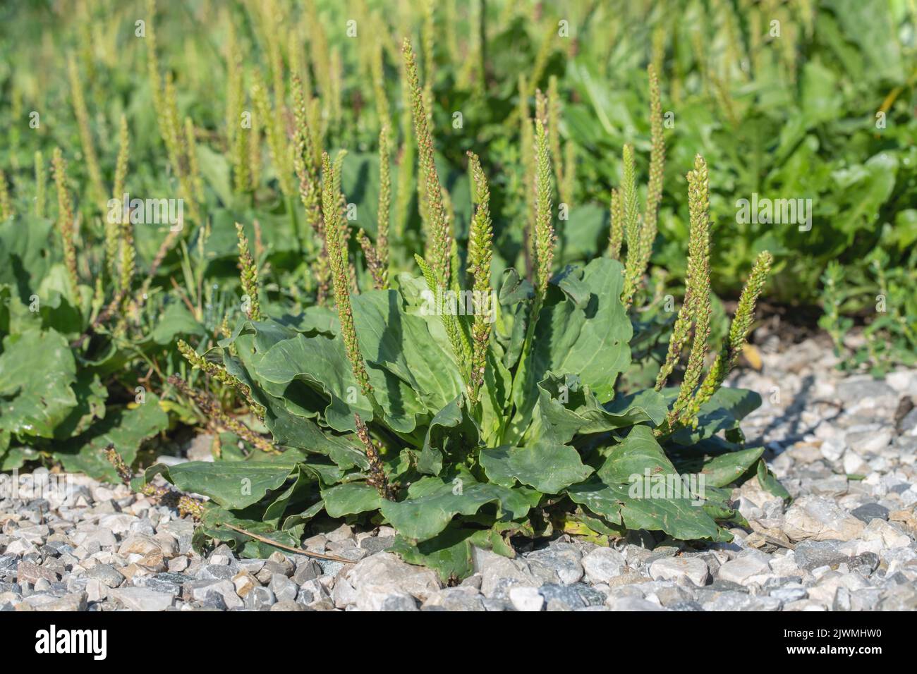 Broad leaf plantain (Plantago major). Stock Photo