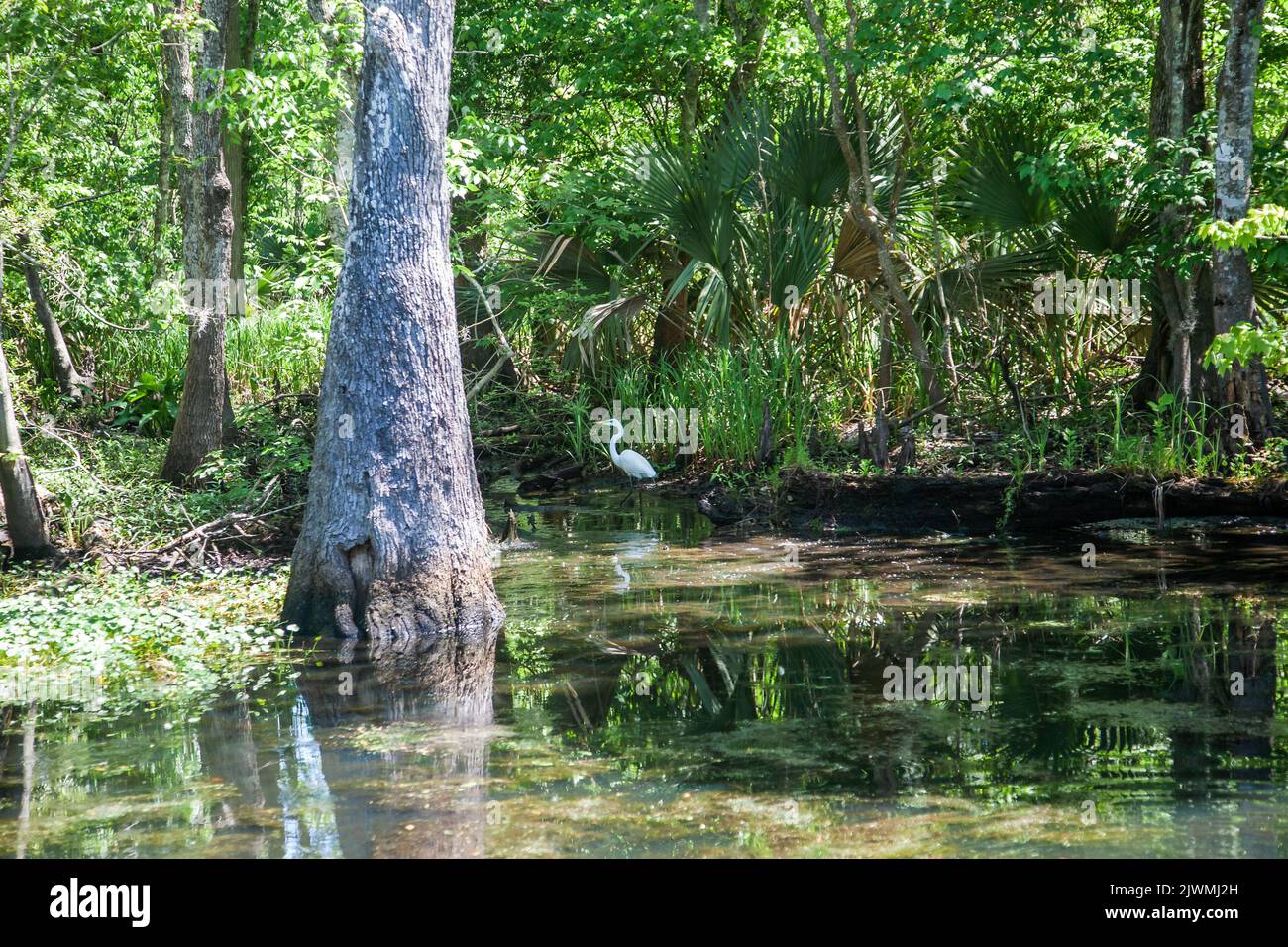 The bayou swamp near Baton Rouge, Louisiana. Stock Photo