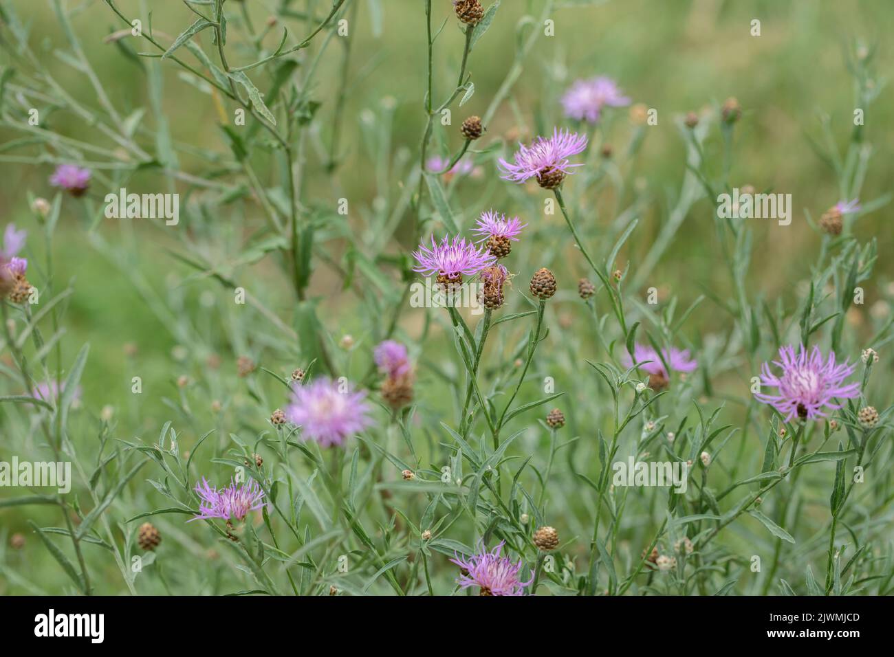 Blooming knapweed (Centaurea jacea). Stock Photo