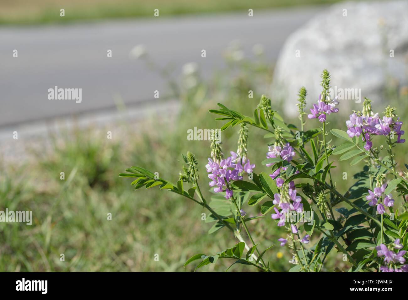 Goat's rue (Gallega officinalis) grows on a wayside. Stock Photo