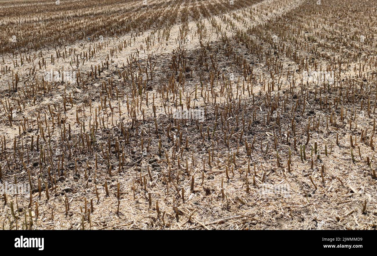 Full frame image of short cropped corn stubble after harvesting Stock Photo
