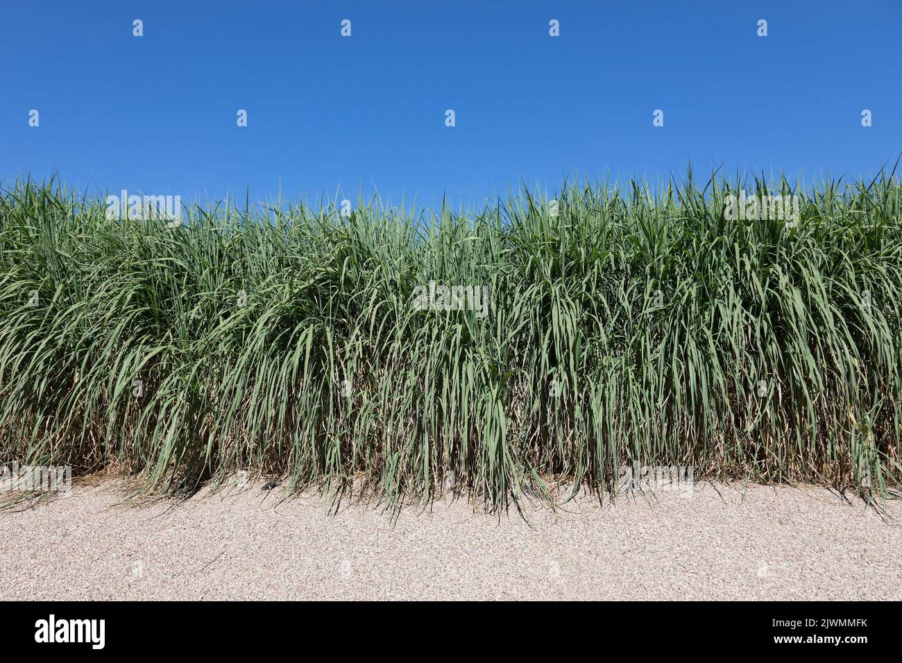 Long decorated marram grass over deep blue sky Stock Photo