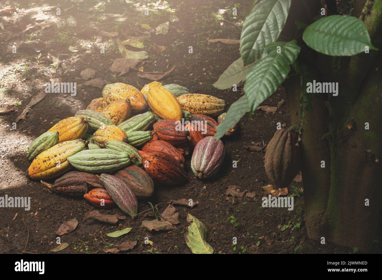 Raw harvest cacao pod pile lay on ground close up view Stock Photo Alamy