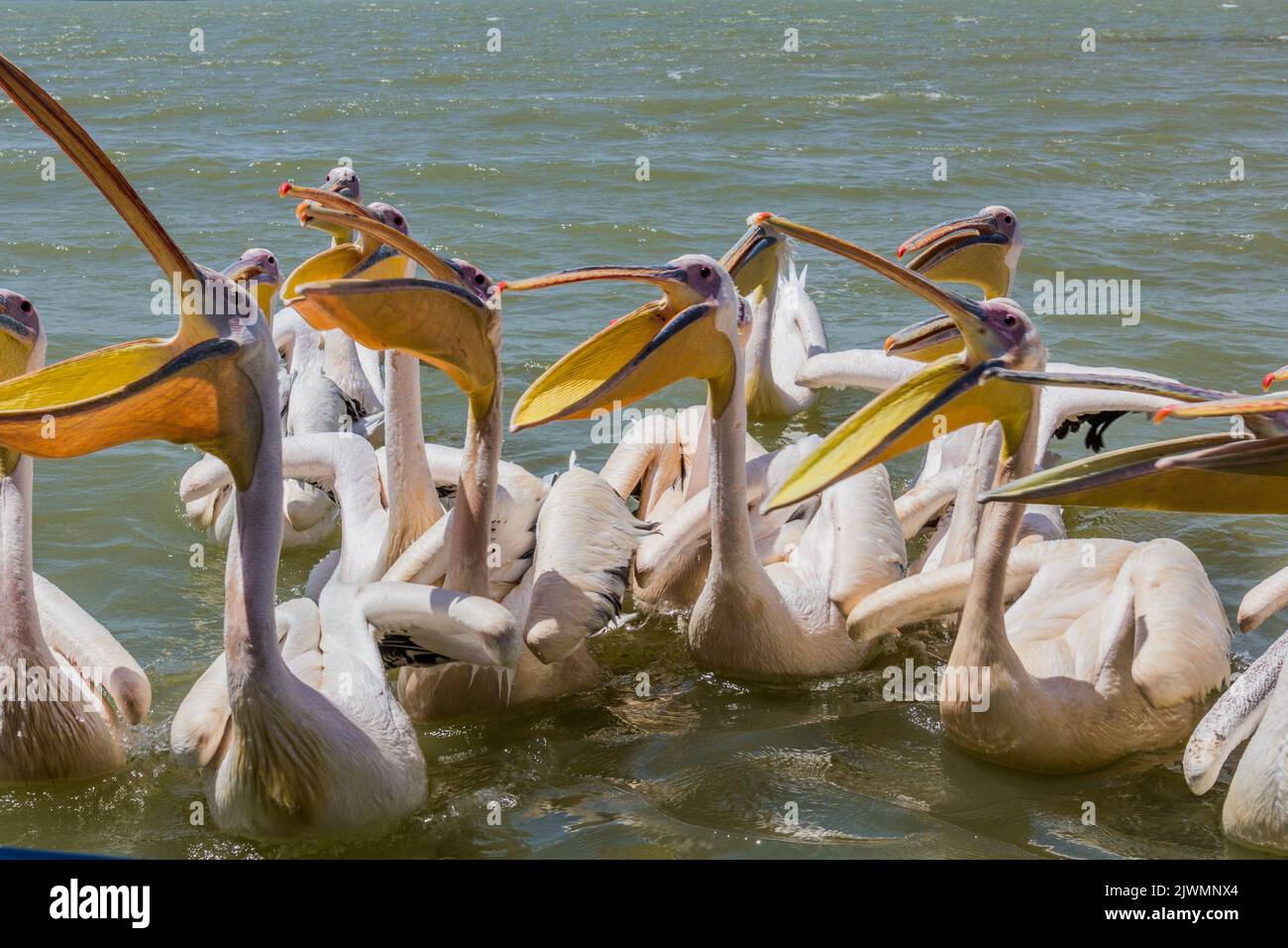 Great white pelicans (Pelecanus onocrotalus) at Tana lake, Ethiopia Stock Photo