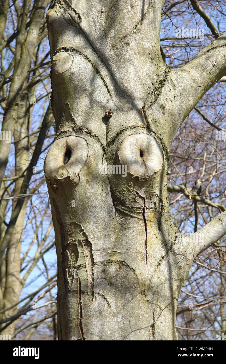 a tree trunk with a peculiar deformed excrescences Stock Photo