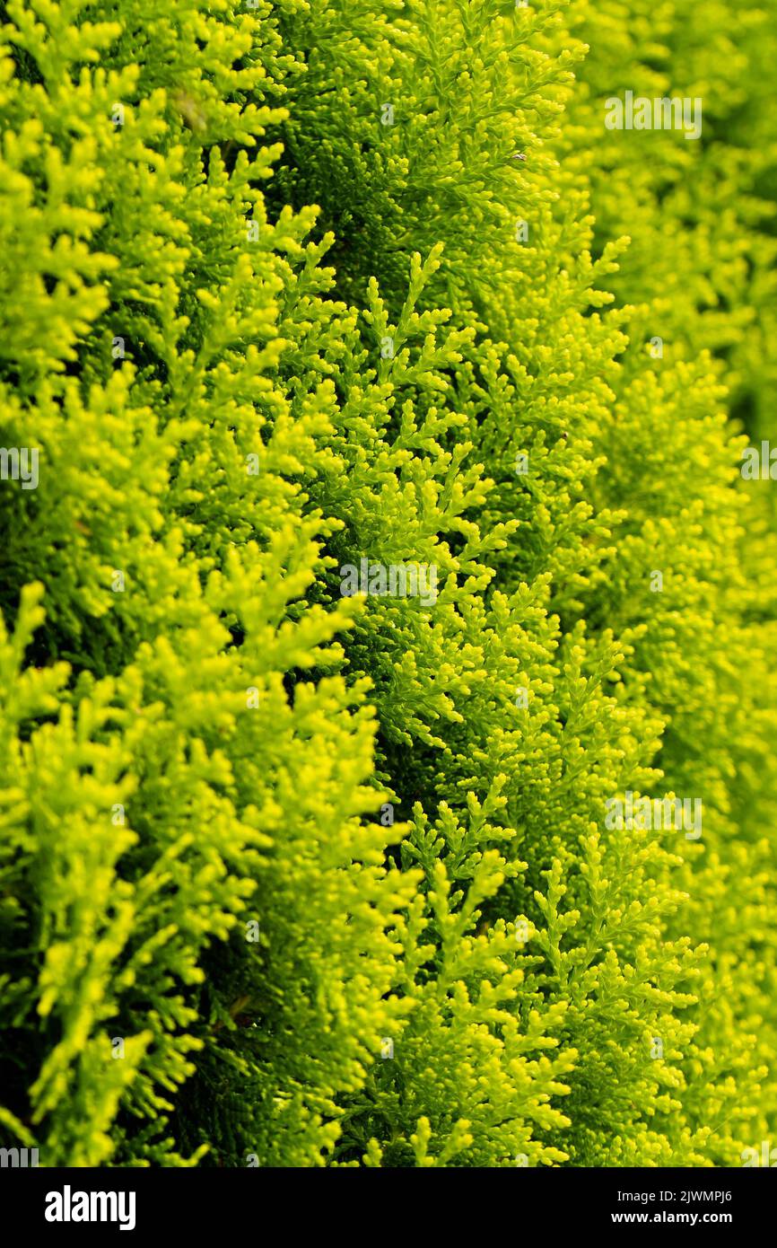 Green juniper branches close up in the sunlight. Natural background. Eco-friendly. The texture of green juniper leaves. Wallpaper. Copy space for your design. Vertical photo. Stock Photo