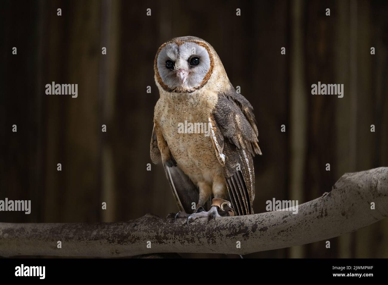 Ashey faced owl facing the camera Stock Photo