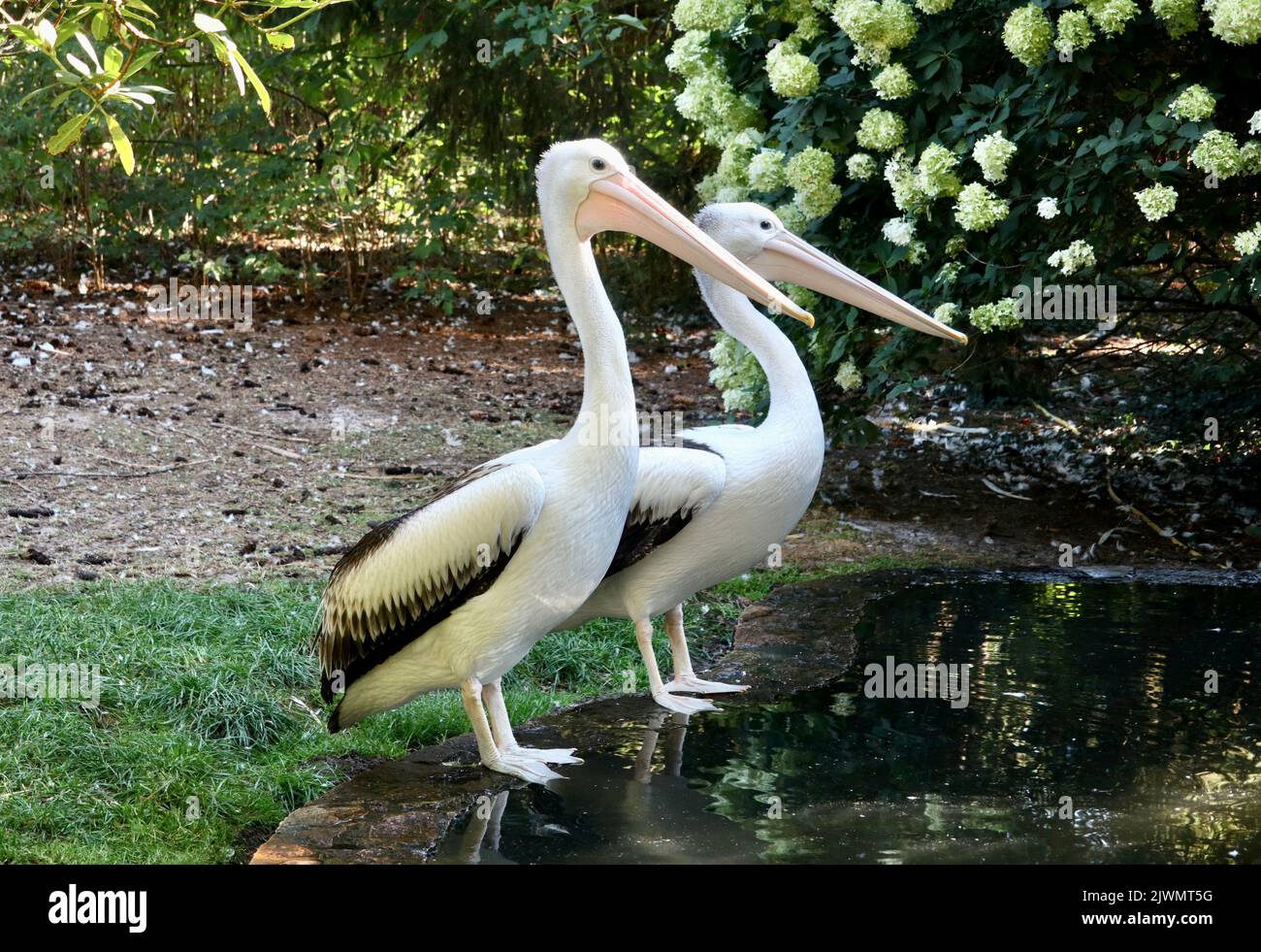Two Australian Pelicans by the side of a lake. Stock Photo