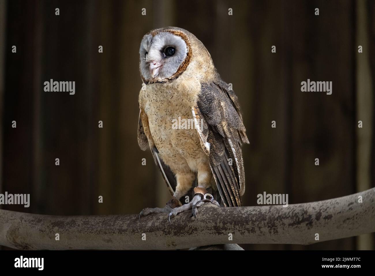 Ashey faced owl on a perch Stock Photo