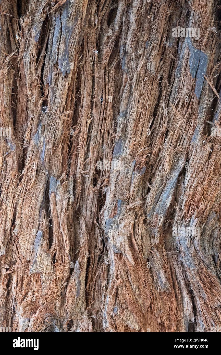 Bark of the coast redwood tree, Sequoia sempervirens from Oregon and California, USA. Stock Photo