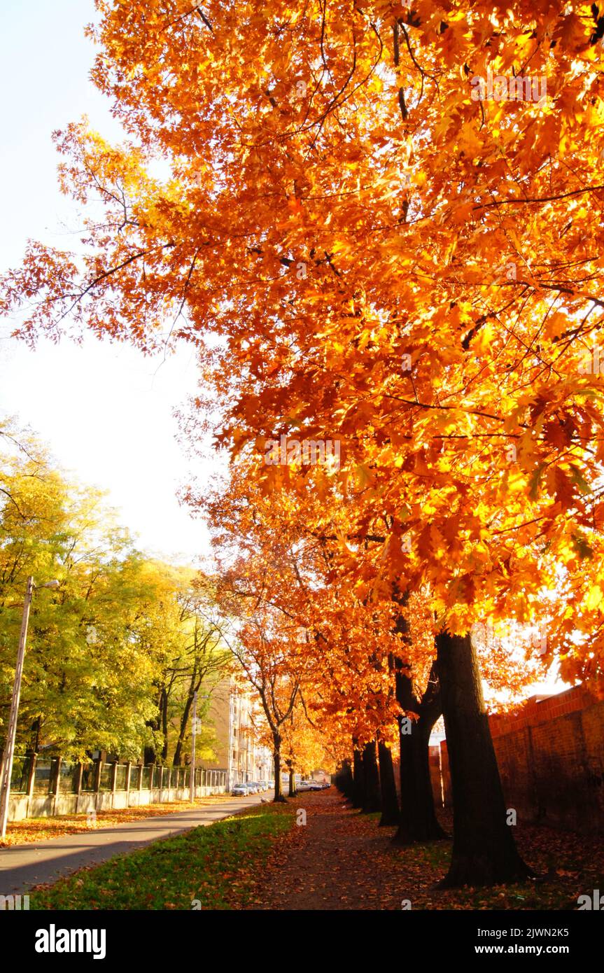 View golden orange trees hi-res stock photography and images - Alamy