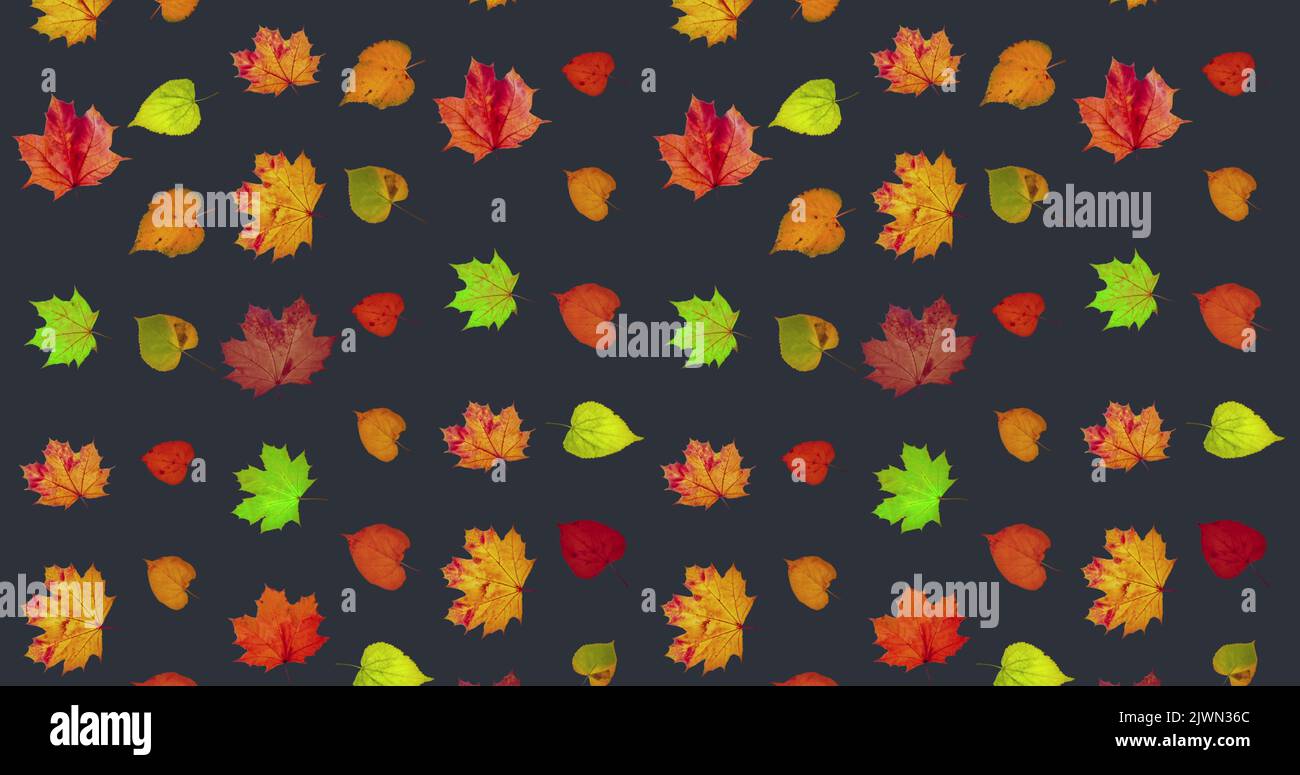 Animated pattern of rotating dry autumn leaves with congratulations on ...
