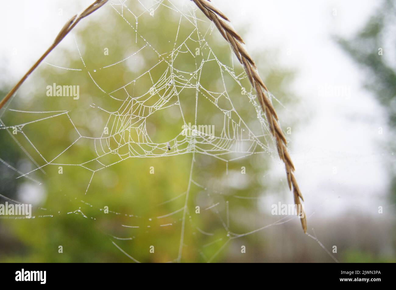 Found this web on my walk through the forest in autumn Stock Photo