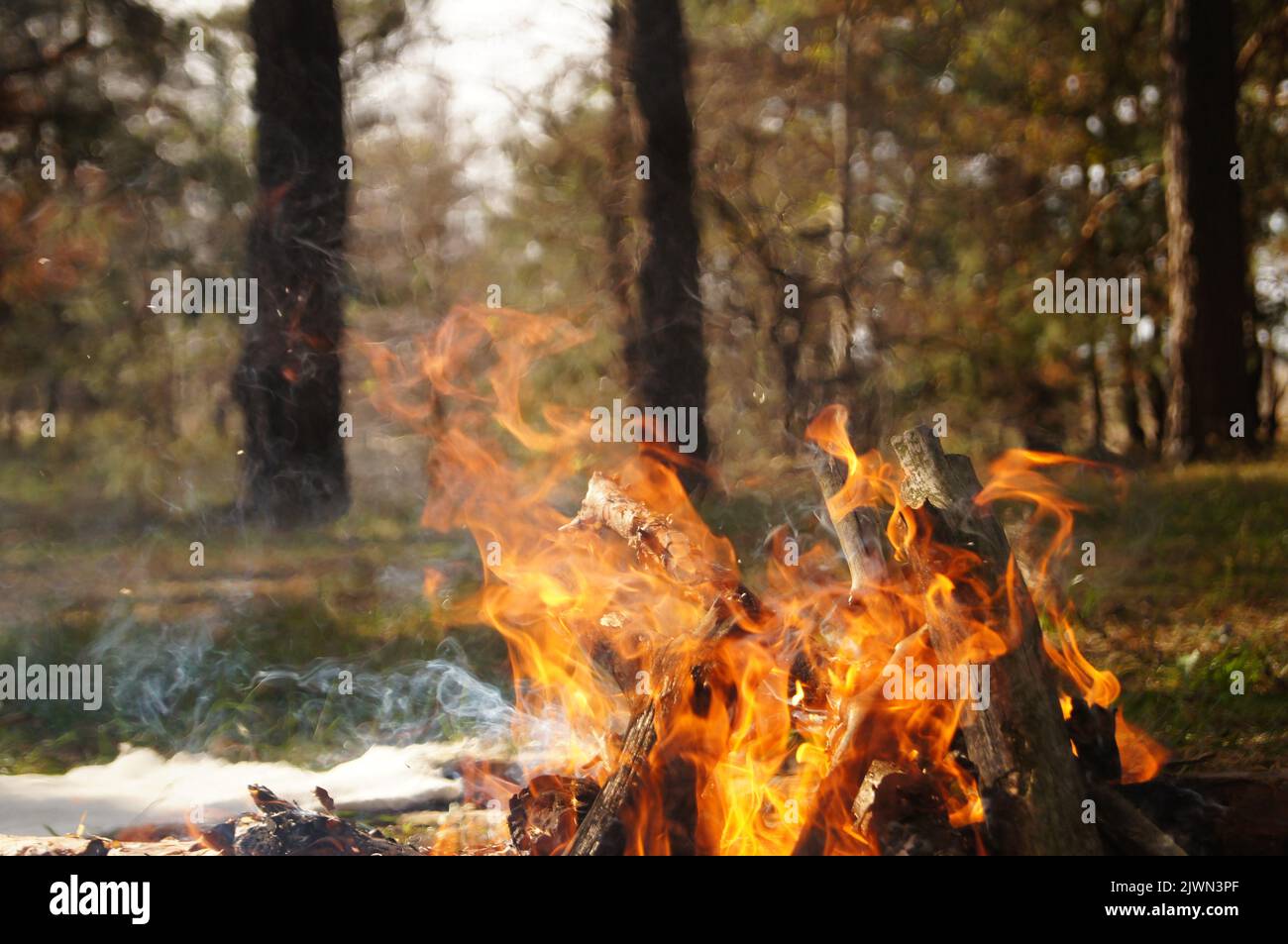 Making bonfire in the woods outside the town Stock Photo Alamy