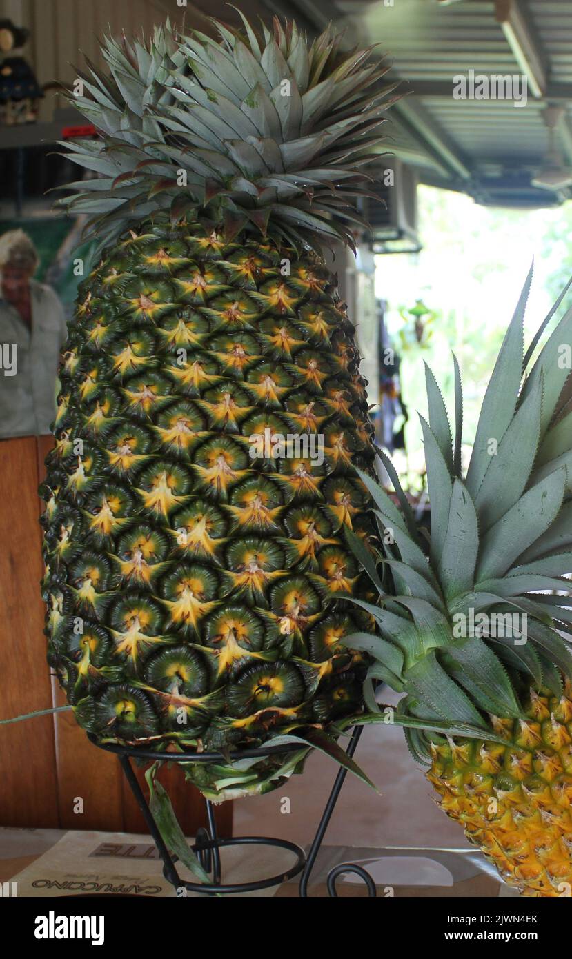 Largest pineapple ever grown has been harvested in the Northern