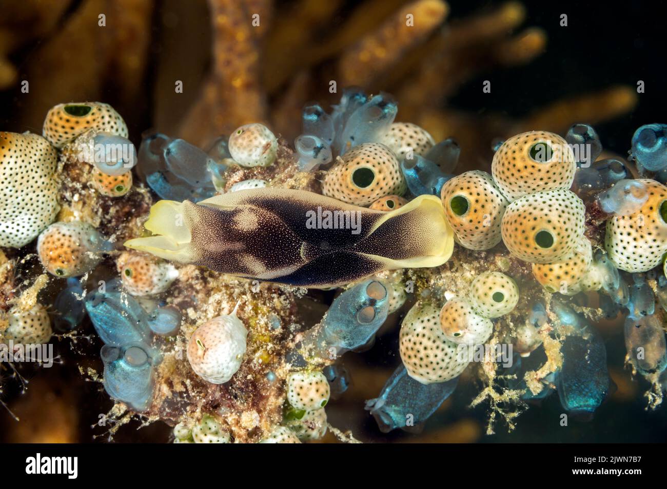 Head shield sea slug, Chelinodura amoena, on the sea squirts, Raja Ampat Indonesia Stock Photo