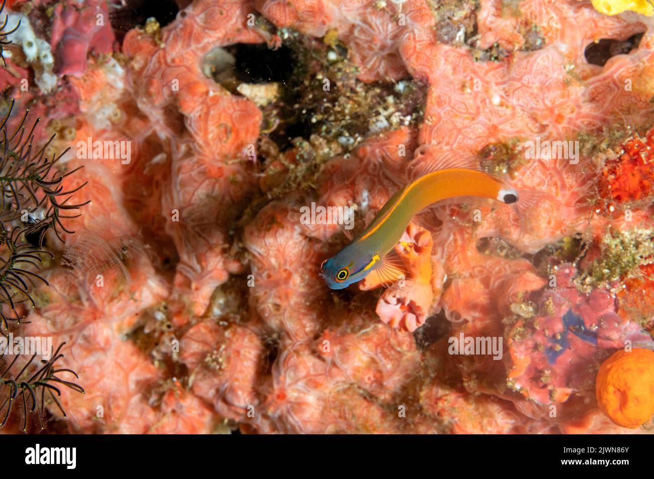Tailspot blenny, Ecsenius stigmatura, Raja Ampat Indonesia Stock Photo