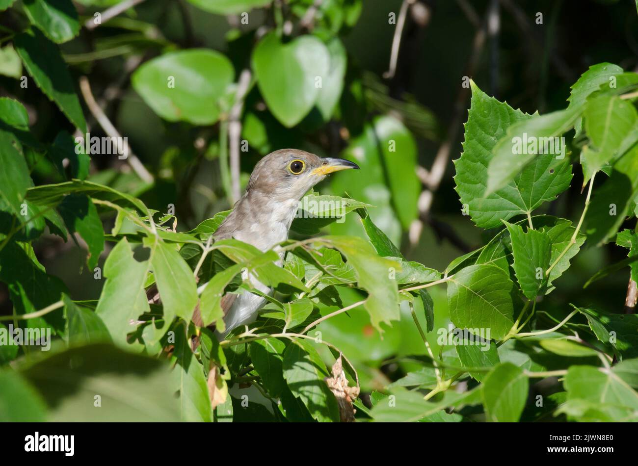 Yellow-billed Cuckoo, Coccyzus americanus, foraging in understory Stock Photo