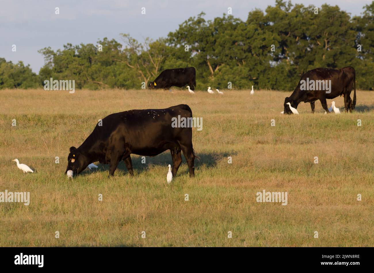 Cattle Egrets, Bubulcus ibis, foraging for prey alongside cows, Bos taurus Stock Photo