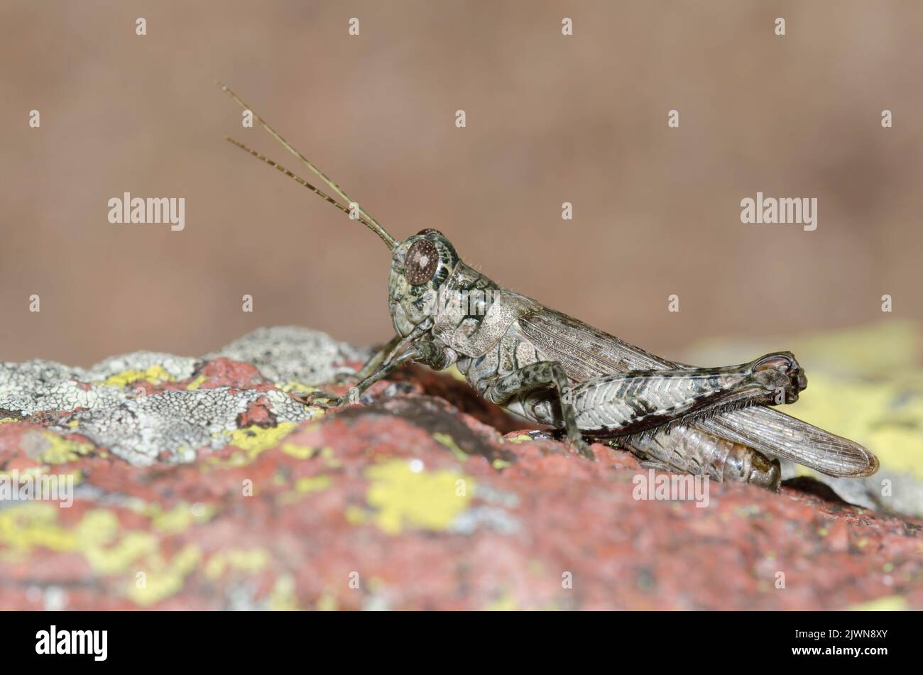 Grizzled Grasshopper, Melanoplus punctulatus Stock Photo