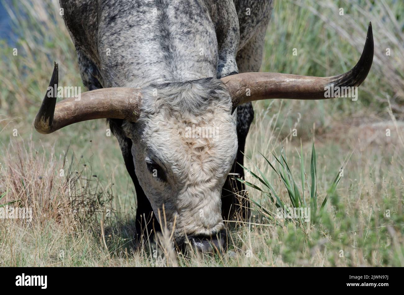 Texas Longhorn, Bos taurus taurus, bull foraging Stock Photo