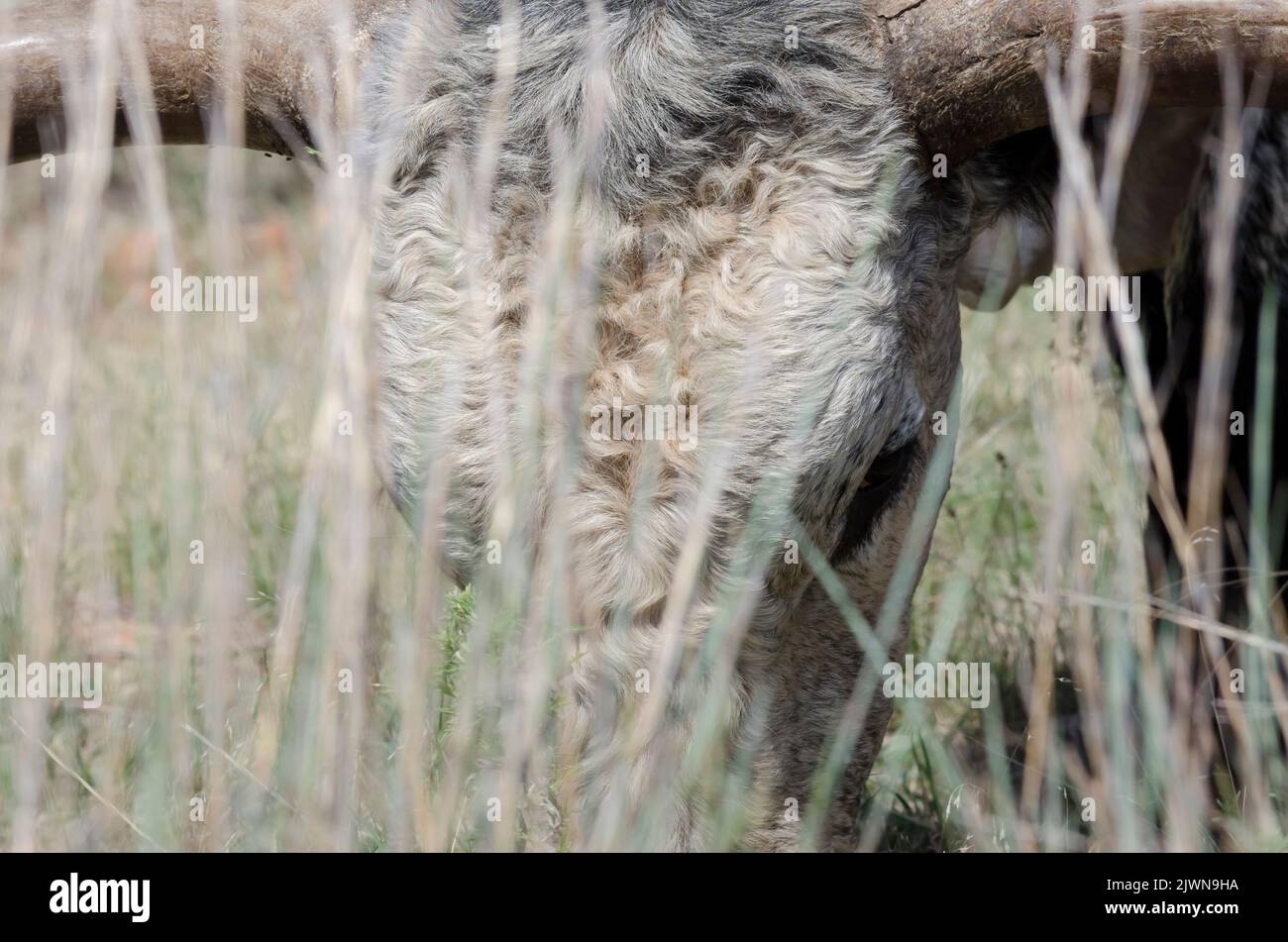 Texas Longhorn, Bos taurus taurus, bull face seen through prairie grasses Stock Photo