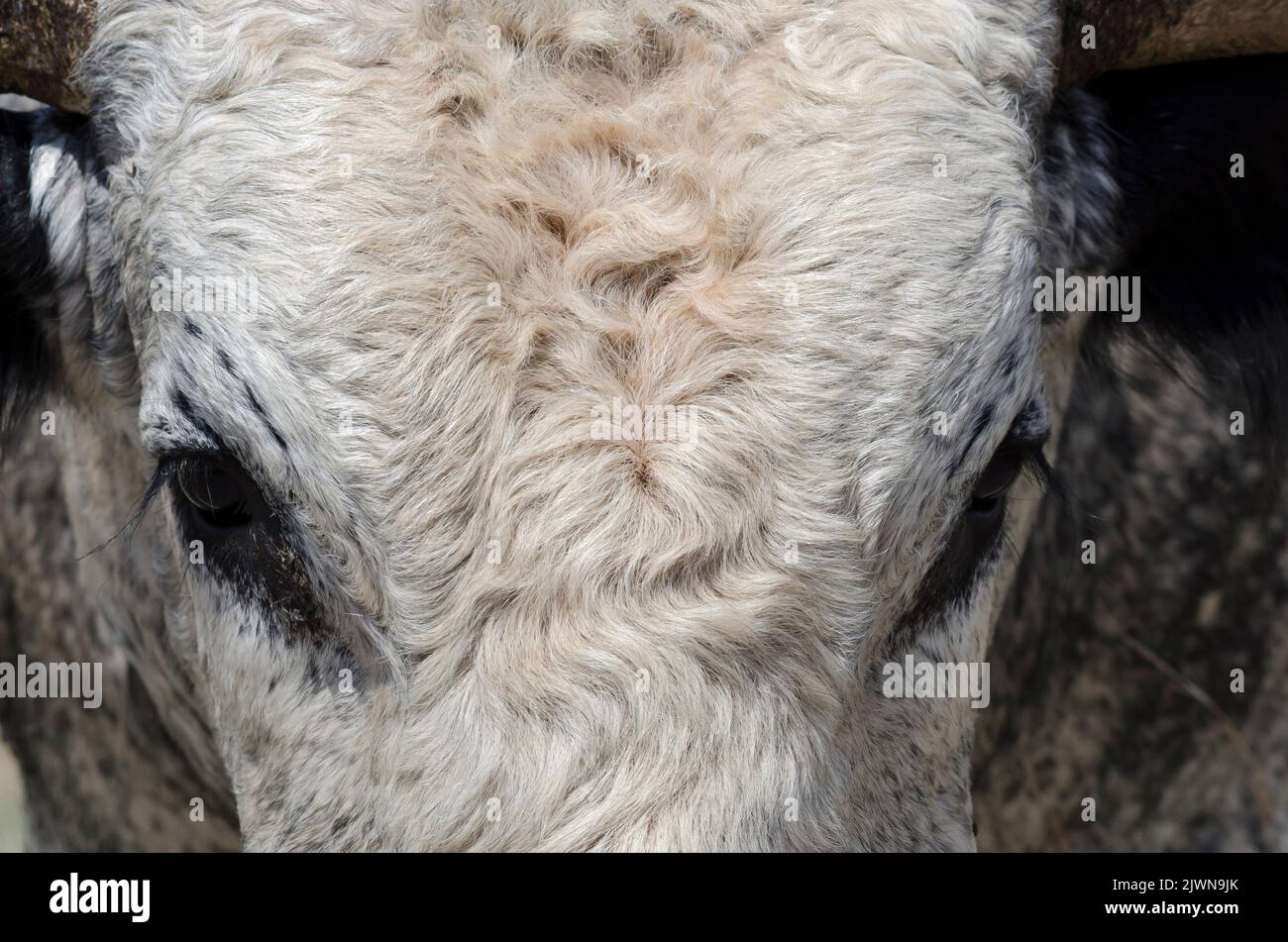 Texas Longhorn, Bos taurus taurus, bull face Stock Photo