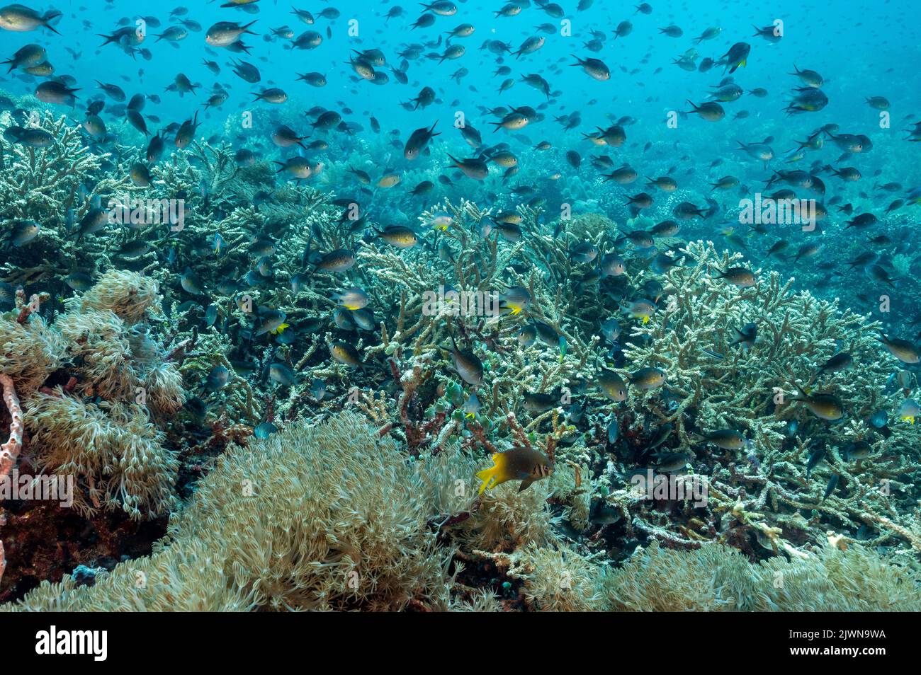 Large schools of Ternate chromis, Chromis ternatensis, over Acropora corals, Raja Ampat Indonesia. Stock Photo