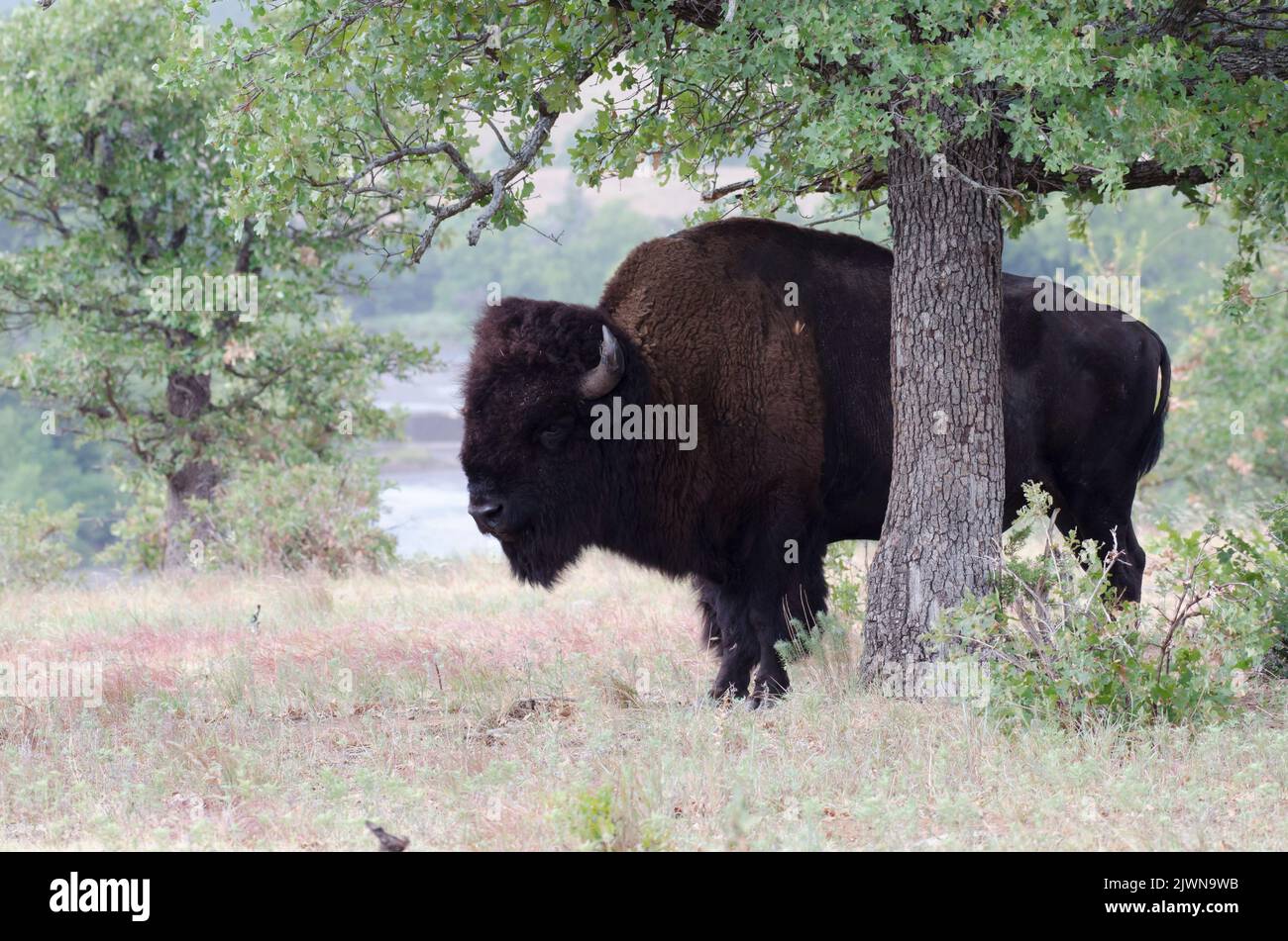 American Bison, Bison bison, bull Stock Photo
