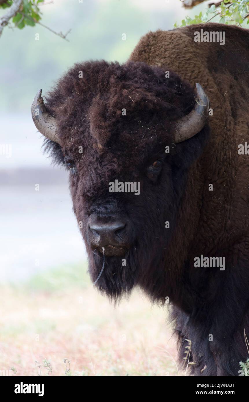 American Bison, Bison bison, bull Stock Photo