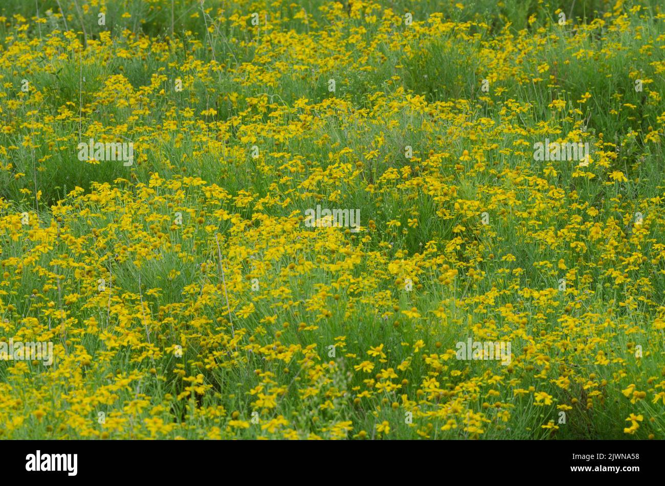 Yellow Sneezeweed, Helenium amarum Stock Photo