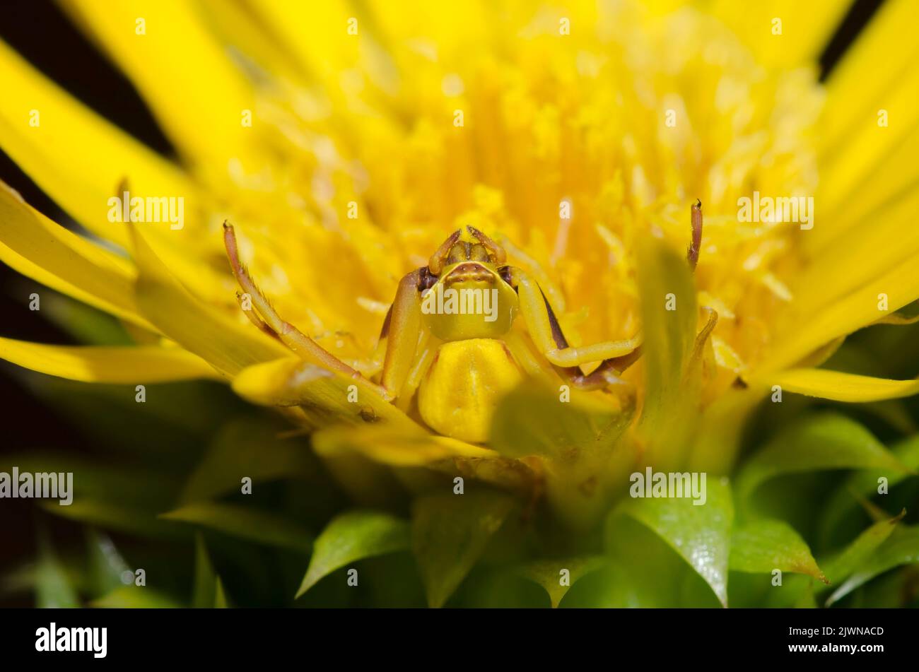 Whitebanded Crab Spider,  Misumenoides formosipes, lurking in Spanish Gold, Grindelia ciliata Stock Photo